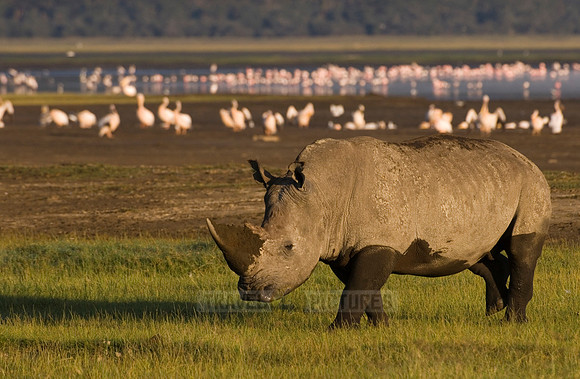 white rhino, Ceratotherium Simum