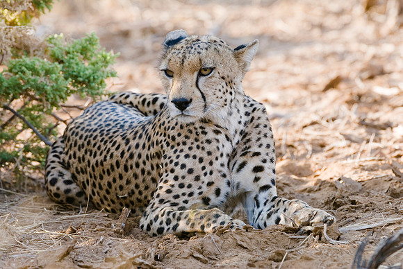 male cheetah, Acinonyx jubatus