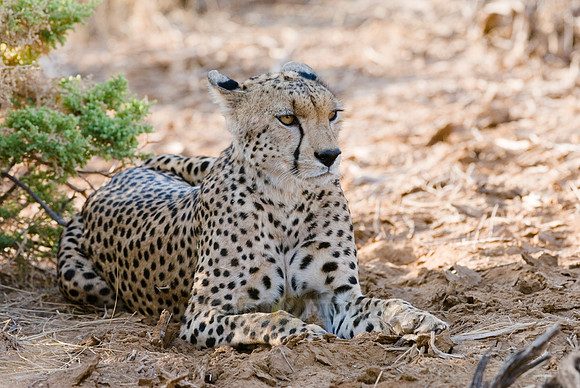 male cheetah, Acinonyx jubatus