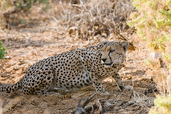 male cheetah, Acinonyx jubatus