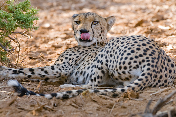 male cheetah, Acinonyx jubatus