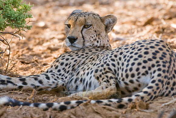 male cheetah, Acinonyx jubatus