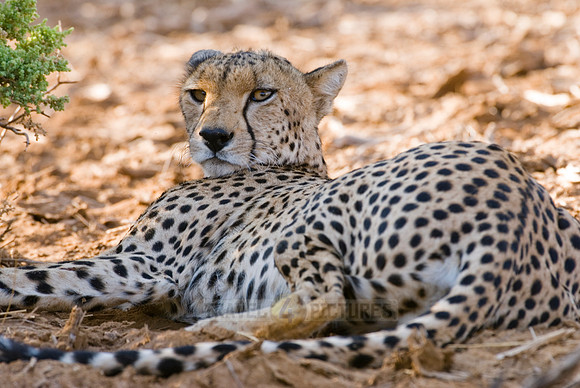 male cheetah, Acinonyx jubatus