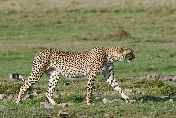 cheetah in Laikipia