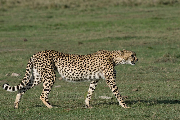cheetah in Laikipia