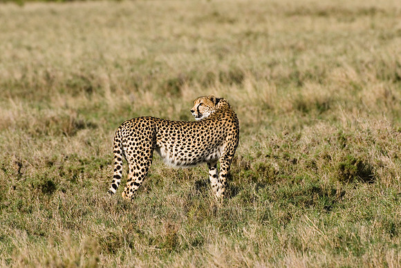 cheetah in Laikipia