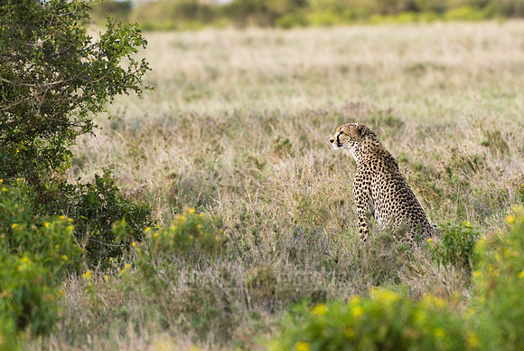 cheetah in Laikipia