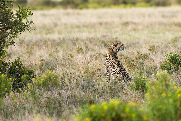 cheetah in Laikipia