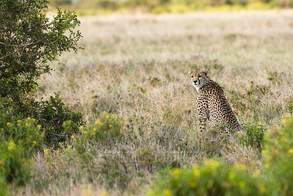 cheetah in Laikipia