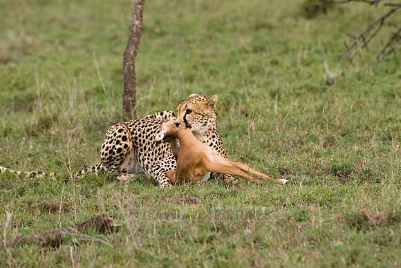 cheetah with kill