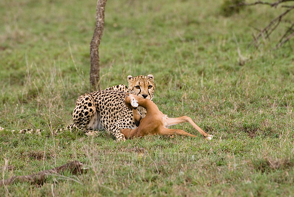 cheetah with kill