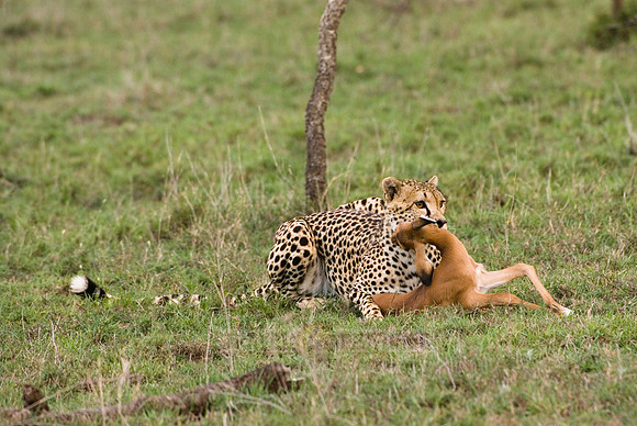 cheetah with kill