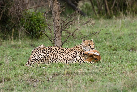cheetah with kill