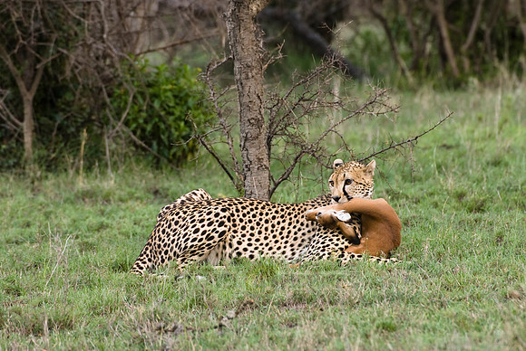 cheetah with kill