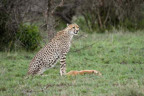 cheetah with kill