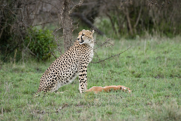cheetah with kill