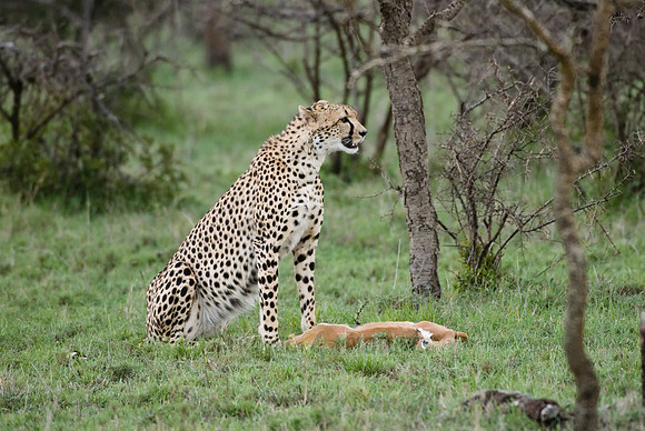 cheetah with kill