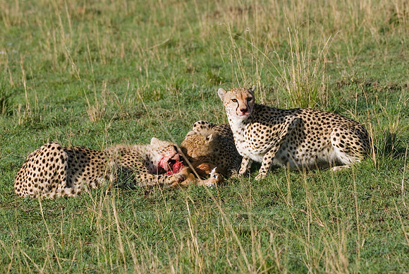 cheetah mother with cubs feeding on kill