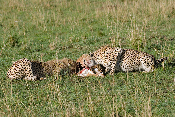 cheetah mother with cubs feeding on kill