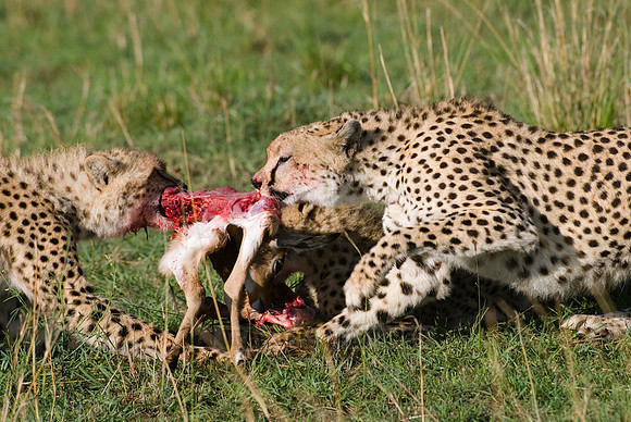 cheetah mother with cubs feeding on kill