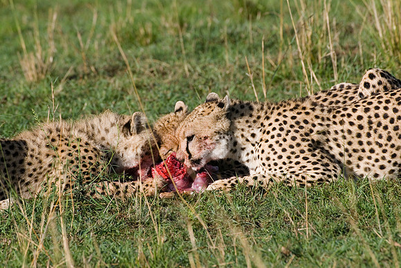 cheetah mother with cubs feeding on kill