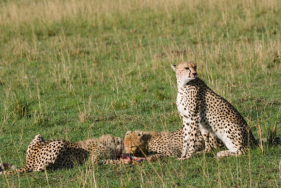 cheetah mother with cubs feeding on kill