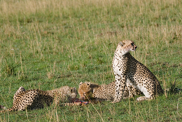 cheetah mother with cubs feeding on kill