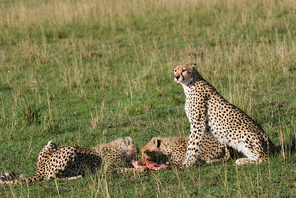 cheetah mother with cubs feeding on kill