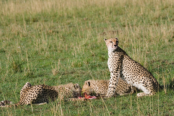 cheetah mother with cubs feeding on kill