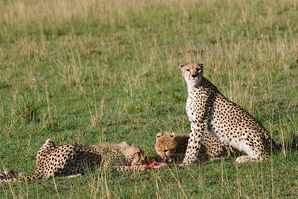 cheetah mother with cubs feeding on kill