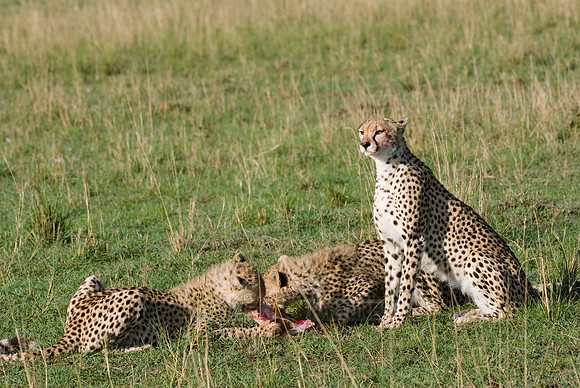 cheetah mother with cubs feeding on kill