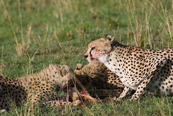cheetah mother with cubs feeding on kill