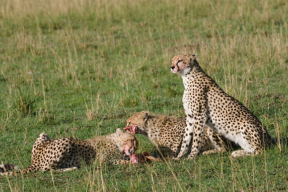 cheetah mother with cubs feeding on kill
