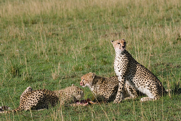 cheetah mother with cubs feeding on kill