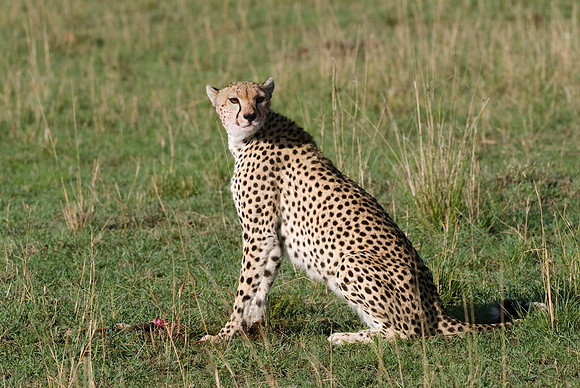 cheetah