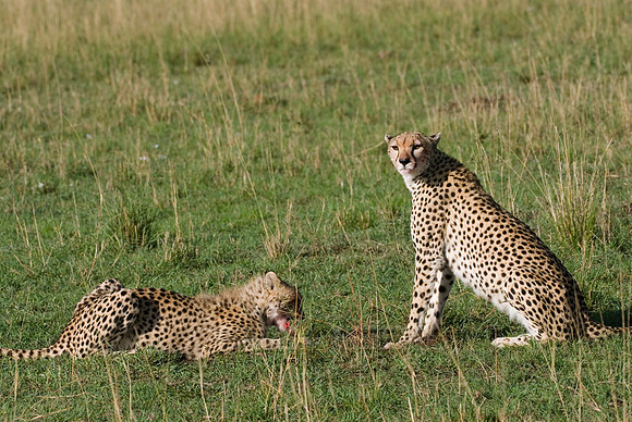 cheetah feeding on kill