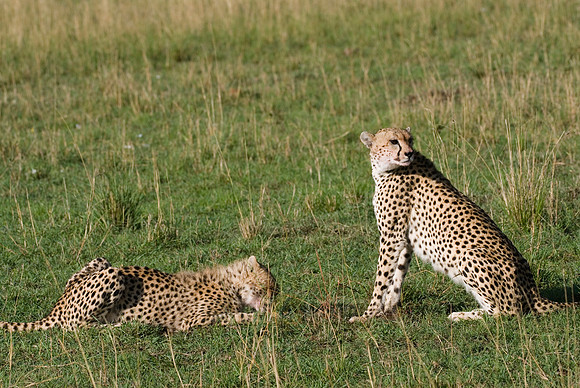 cheetah feeding on kill
