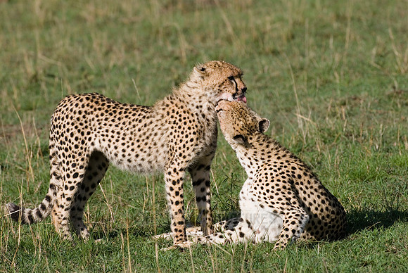 cheetah with cub