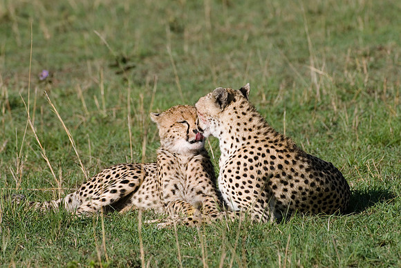 cheetah with cub
