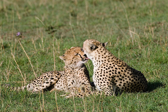 cheetah with cub