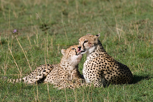 cheetah with cub
