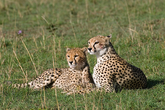 cheetah with cub