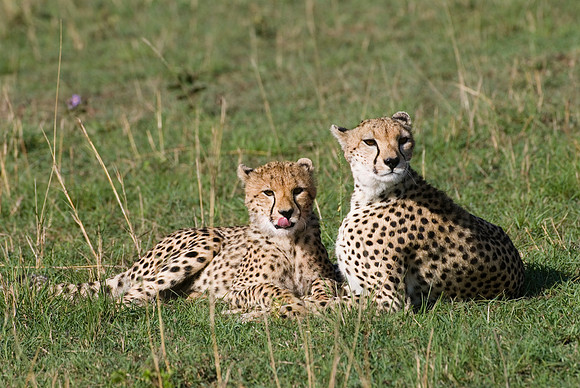 cheetah with cub