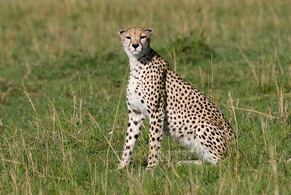 cheetah