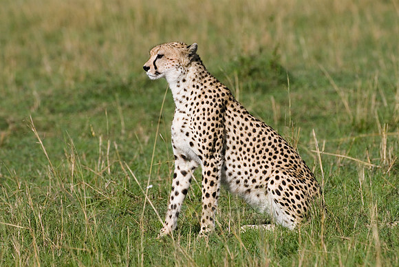 cheetah