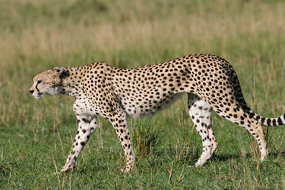 cheetah