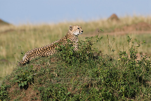 cheetah in watch position
