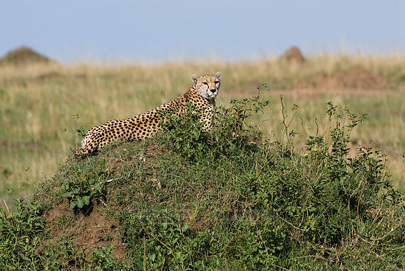 cheetah in watch position