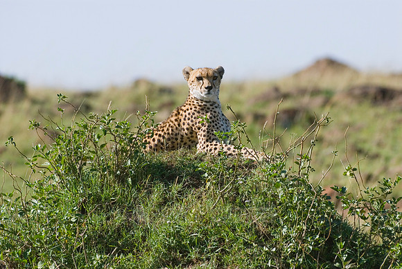 cheetah in watch position