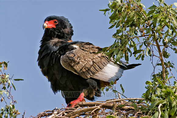 male Bateleur, Terathopius ecaudatus